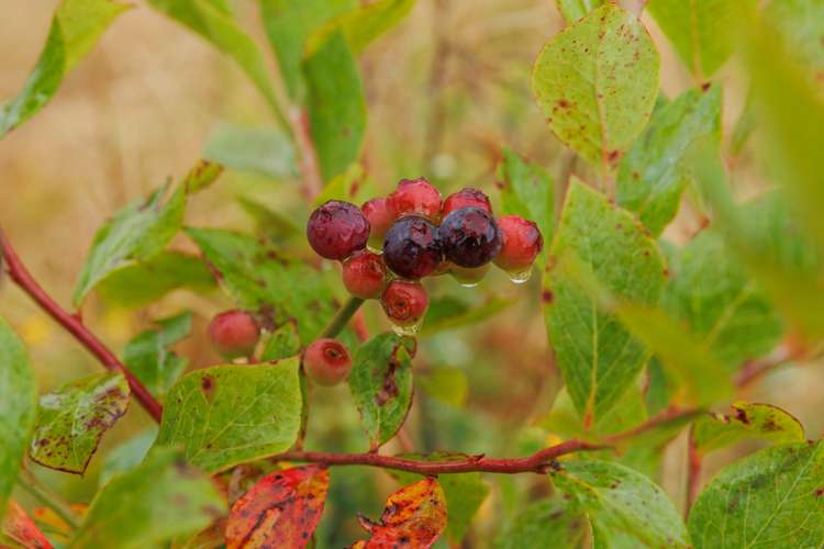 790 Pungaere Road Kerikeri Surrounds_9