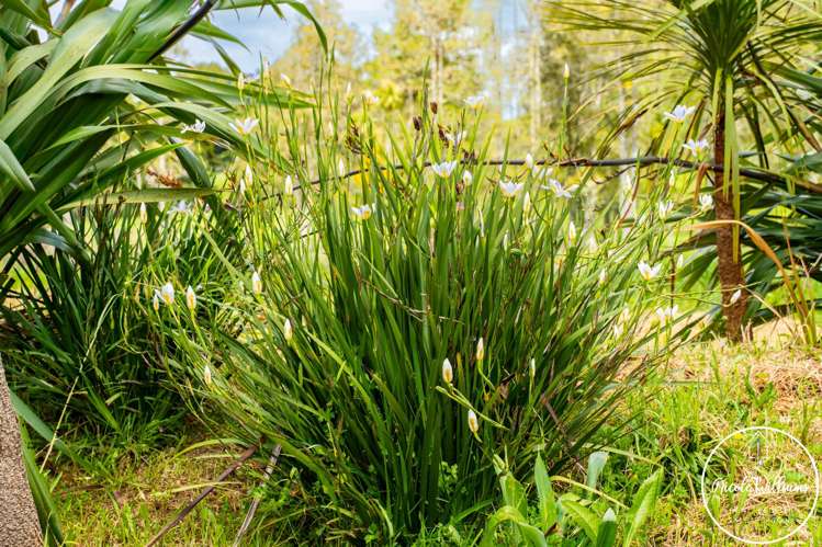 437 Paparoa Station Road Paparoa_30