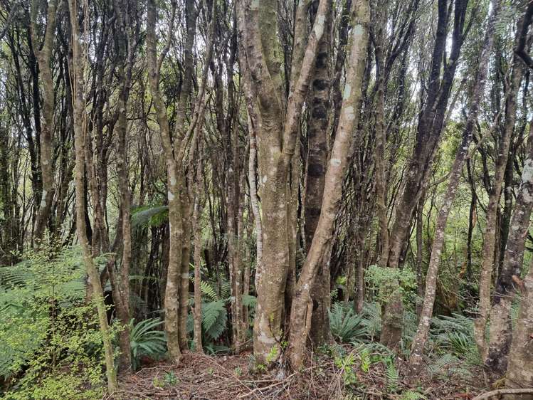 27 Mapau Road Halfmoon Bay_20