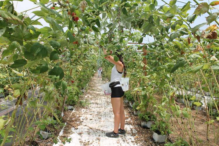 162 Pukeatua Road Maungatapere_14