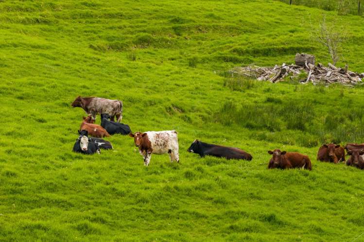 465 Otuhi Road Maungakaramea_25