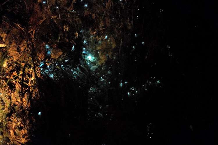 444 Wentworth Valley Road Whangamata_11