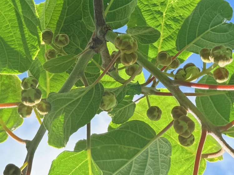 305 No 3 Road Te Puke_7