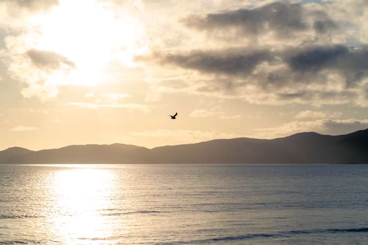 201a Rosetta Road Raumati South_35