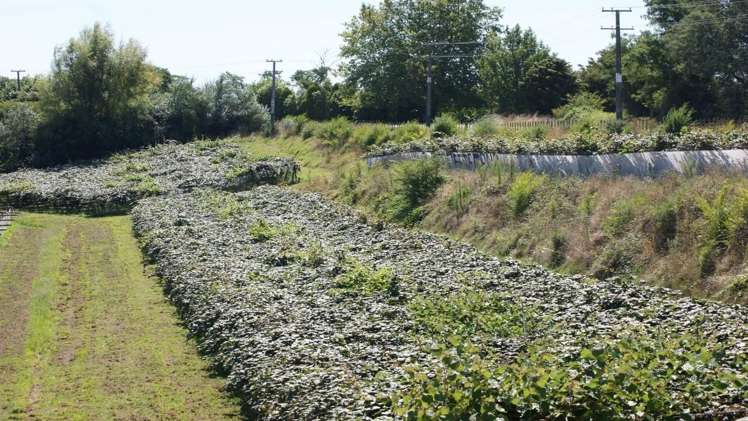 92 Rangiuru Road Te Puke_8