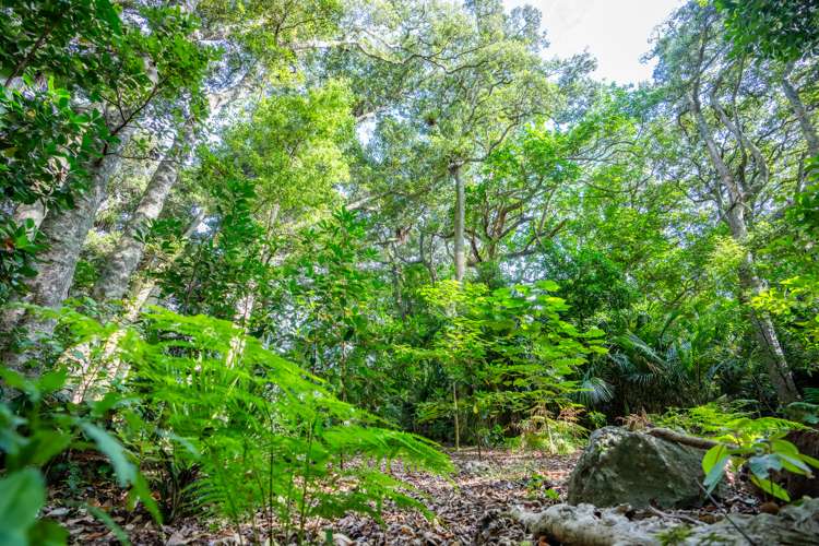 694 Ngunguru Road Glenbervie_42