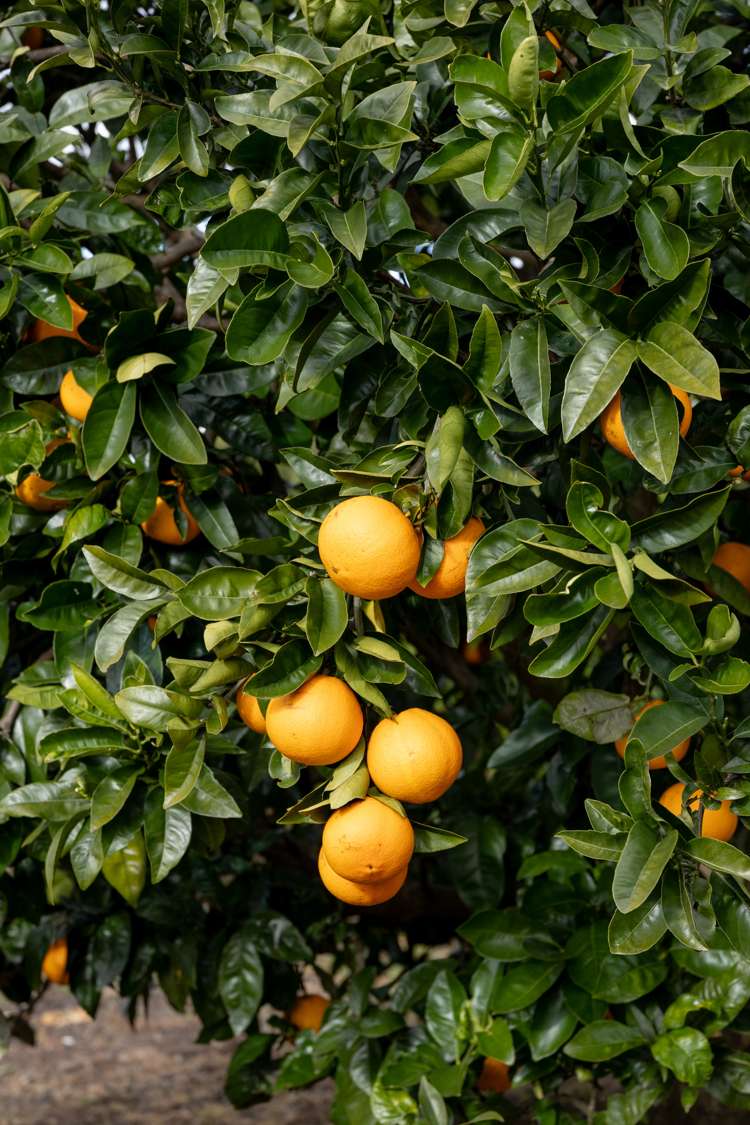 13 Links View Drive Omokoroa_11