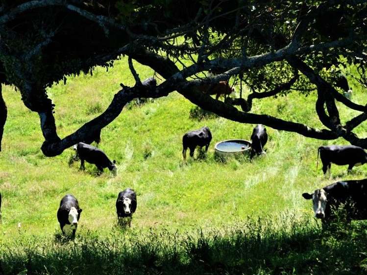 1788 Manawahe Road Manawahe_3