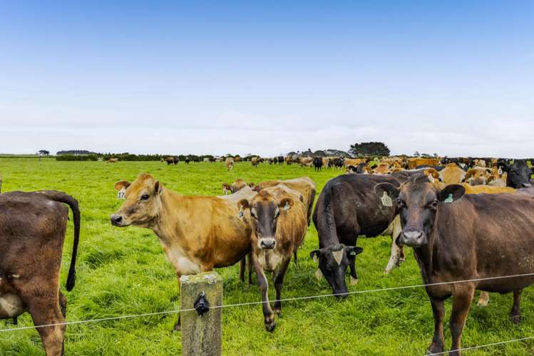 624 Meremere Road Hawera_8