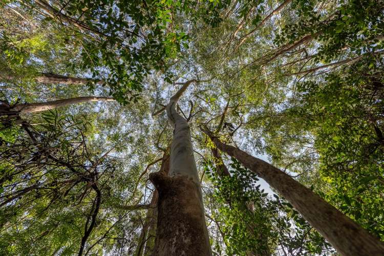 45b Riverstream Drive Kerikeri Surrounds_33