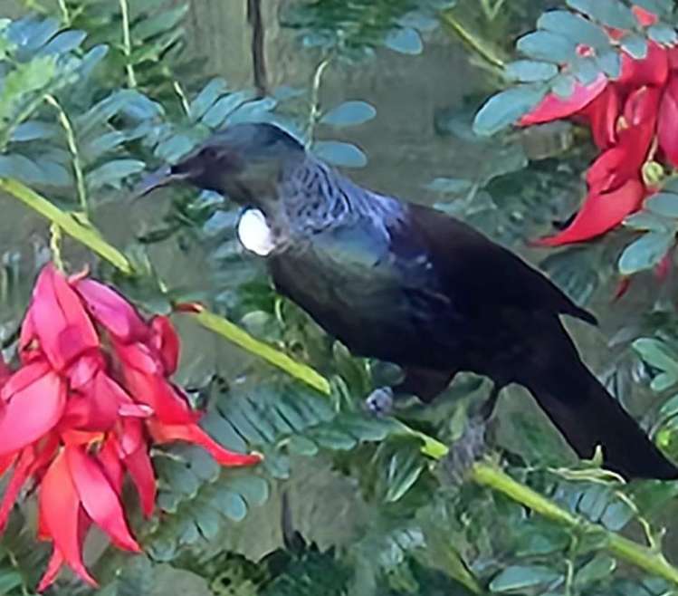 3 Topaz Street Birchville_19