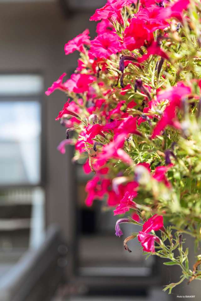 13 Tuatua Road Hobsonville_3