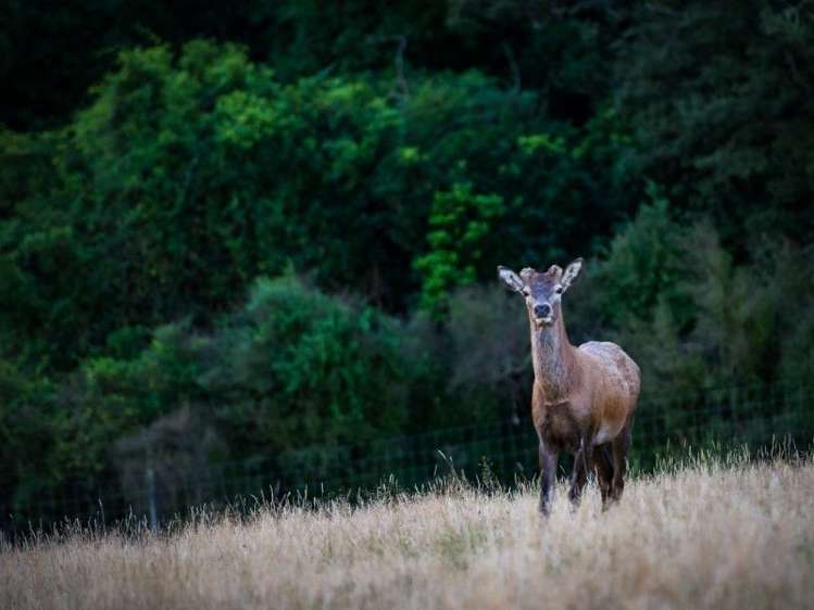 731 Ashley Gorge Road Glentui_16