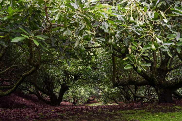 14 Tupelo Place Ohauiti_14