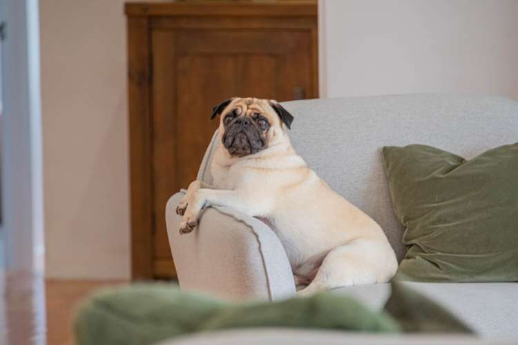 589 Inland Road Helensville_23