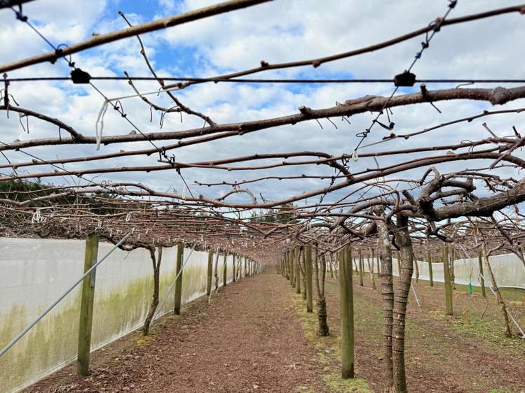 881B Te Matai Road Te Puke_16