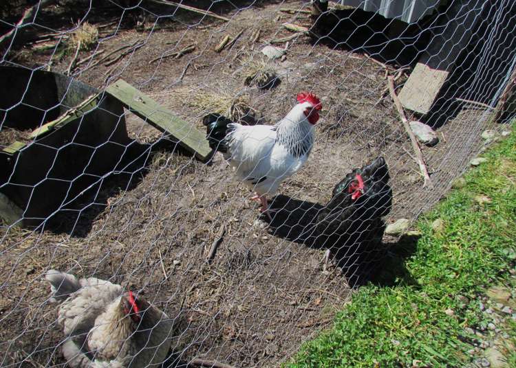 1712 State Highway 7 Moana / Lake Brunner_38