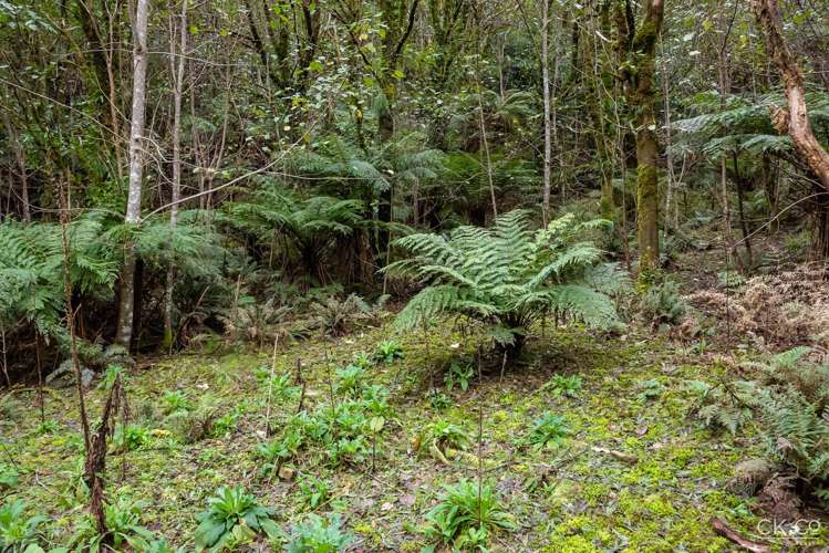 Zero Akatarawa Road Brown Owl_15