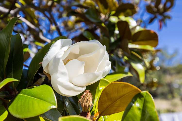 8 Magnolia Lane Mosgiel_26