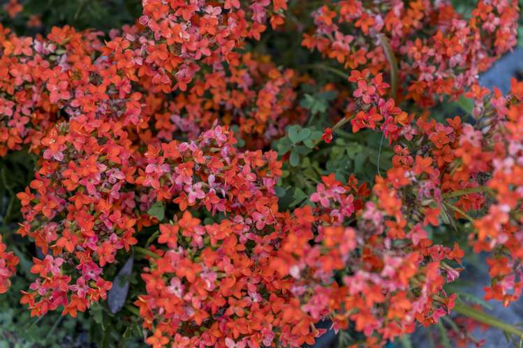 20 Muscat Place Henderson_37