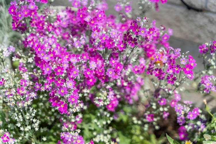 7/54 Nikau Street New Lynn_18