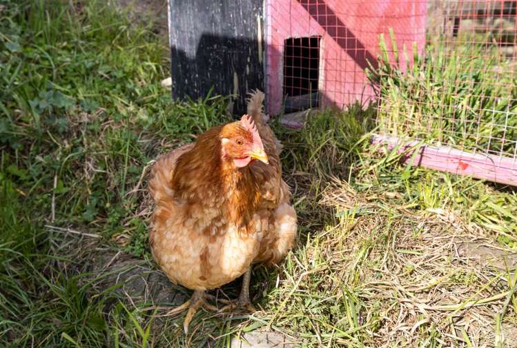 4 March Street Spring Creek_8