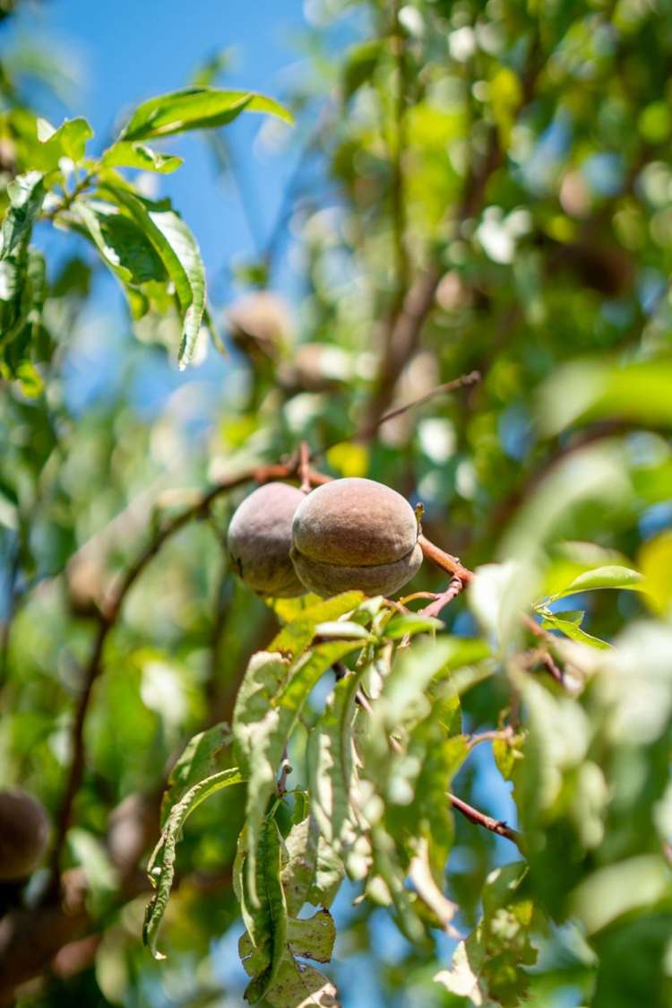 15 Van Dieman Close Templeton_33