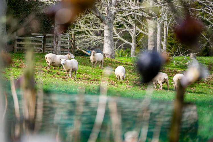 50 Waitoki Road Waitoki_23