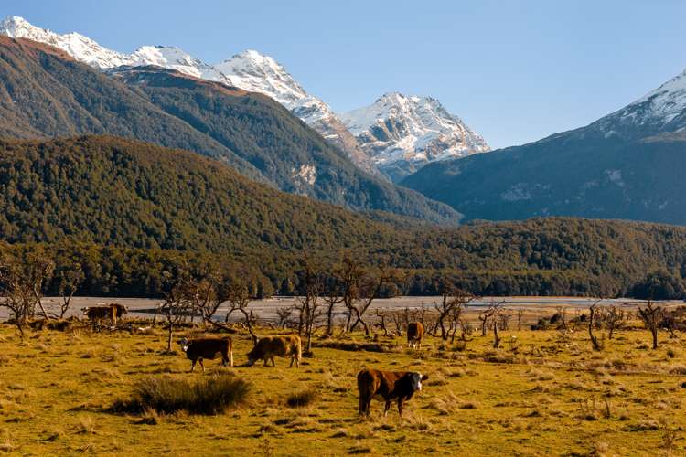 Glenorchy-Paradise Road Glenorchy_7