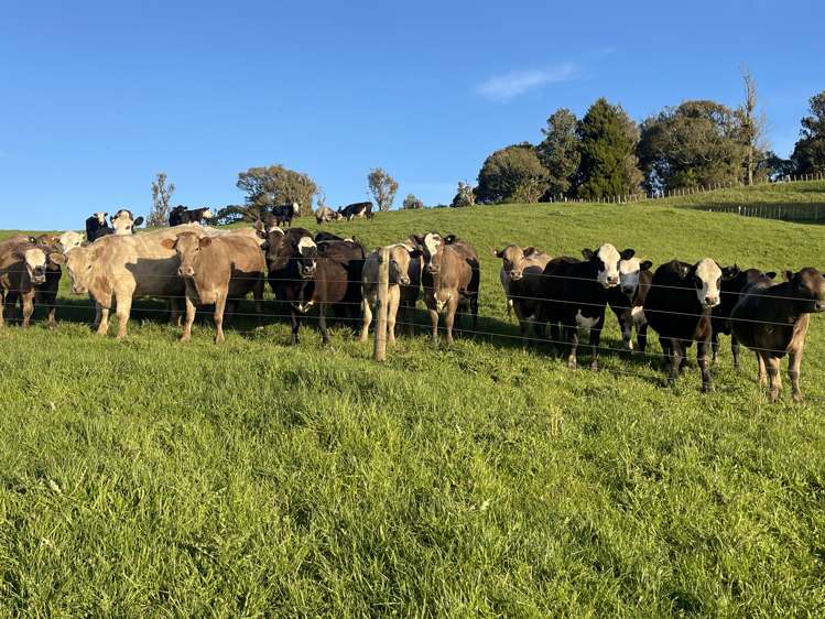 104 Tapuae Road Honikiwi_32