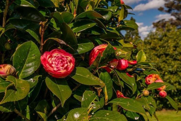 49 Main Sh25 Road Tairua_23