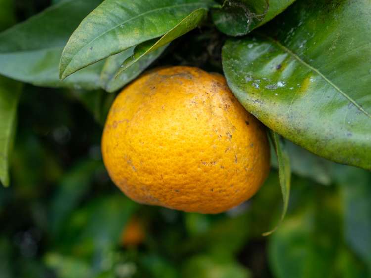 8 Grace Avenue Cambridge_16