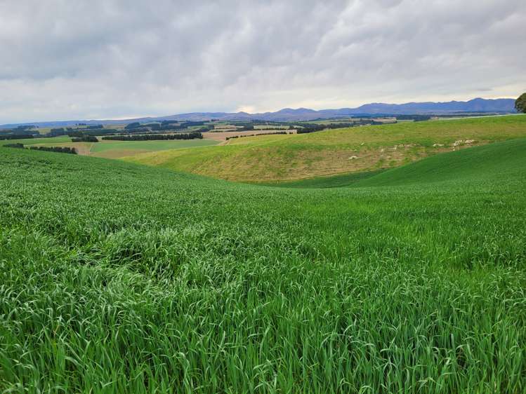 246 Tokarahi-Ngapara Road Five Forks and Surrounds_22