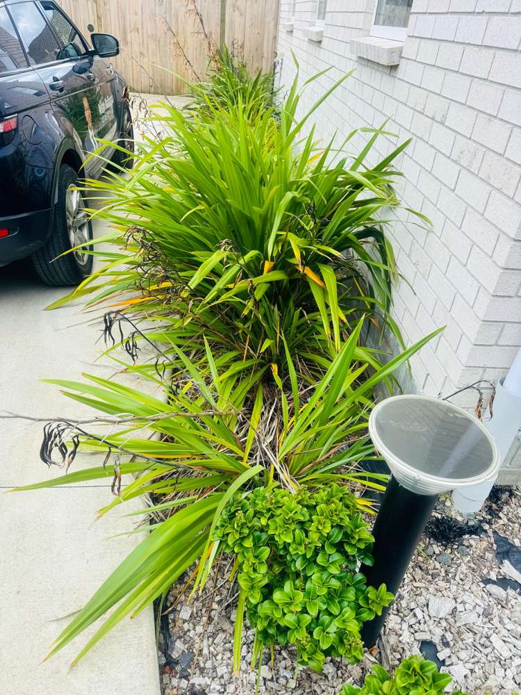 33 Whautapu Court Avondale_19