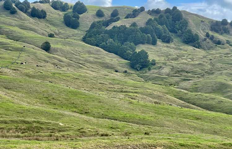 426 Mangarata Block Road Arapohue_24