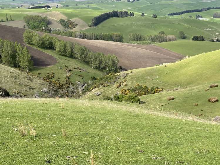 8 Munro Road Lawrence_12