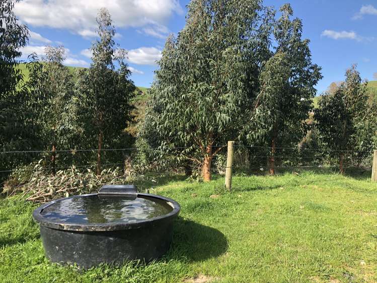 428 Whatauri Road Wharepapa South_24