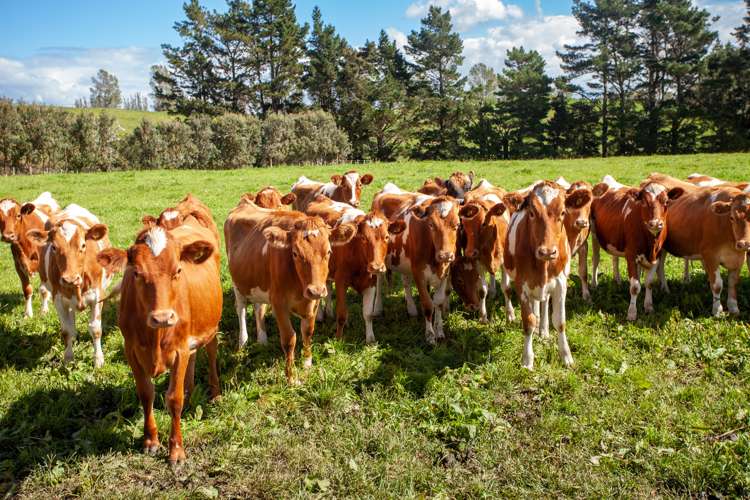 1191 Old Te Aroha Road Okauia_26