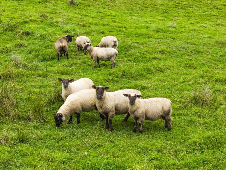 232 Kotare Road Ruakituri_7