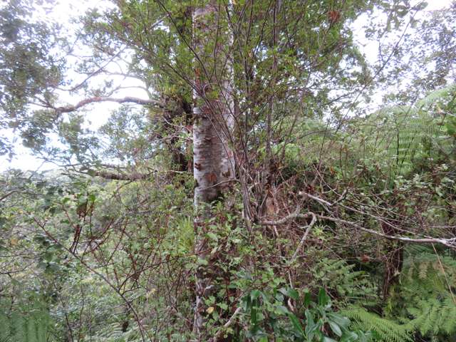 Lot 2 Fern Flat Rd Peria_2