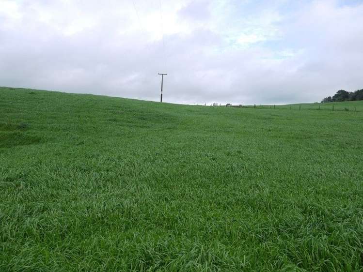 259 Waimata Road Dargaville Surrounds_11