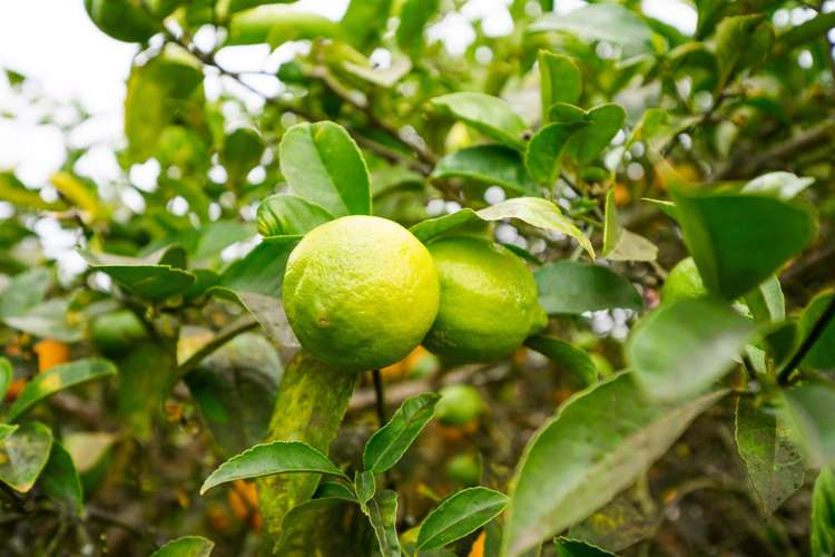 97 Tutaenui Road Marton_36