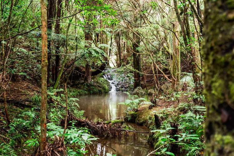 233 Ngunguru Ford Road Kiripaka_27