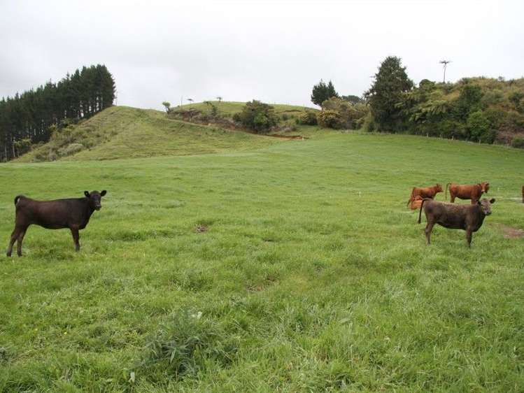 382 Awai Road Tarurutangi_17