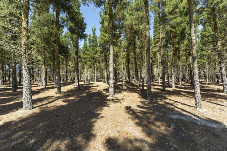 390d Letts Gully Road Alexandra_18