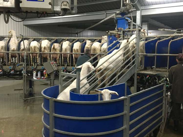 19/198 Hangawera Road Morrinsville_5