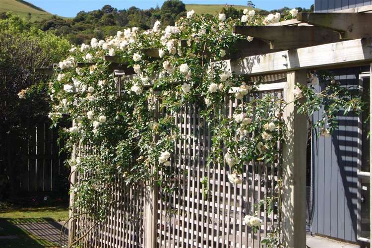 29 Captain Wood Avenue Whitianga_21