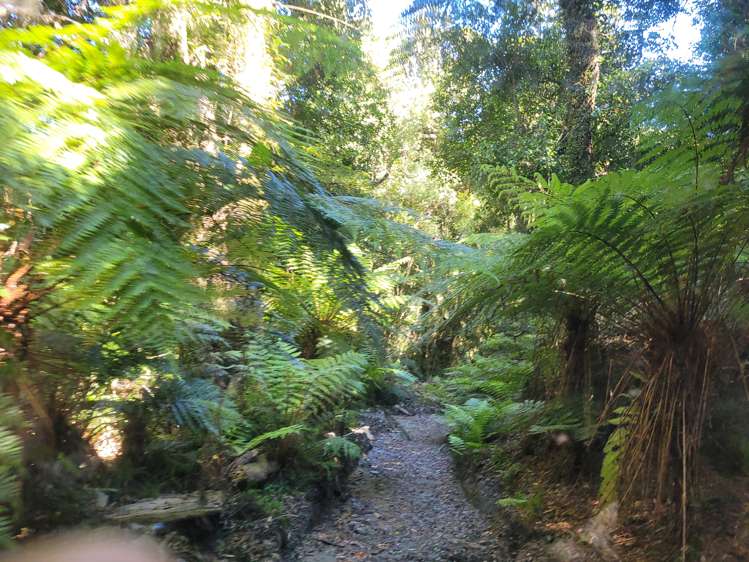 254 Doughboy Road Kokatahi_46