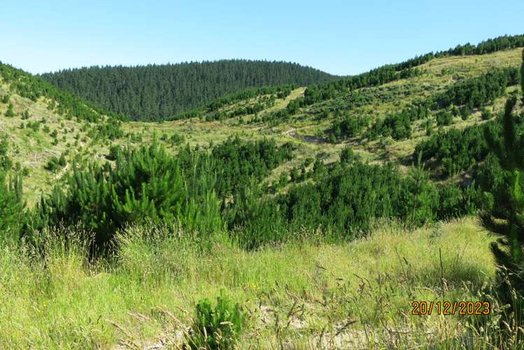 3525 Masterton Castlepoint Road Mangapakeha_0