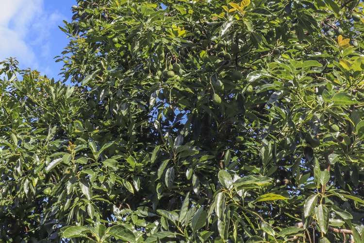 1a Warner Road Oropi_19